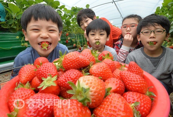“논산딸기 맛있어요”
