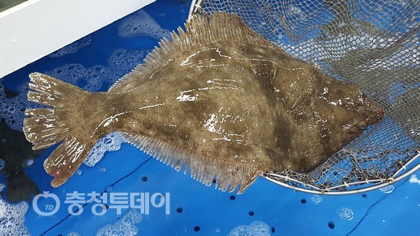 산지배송된 신선·안전한 수산물로 ‘건강백세’ 이룬다
