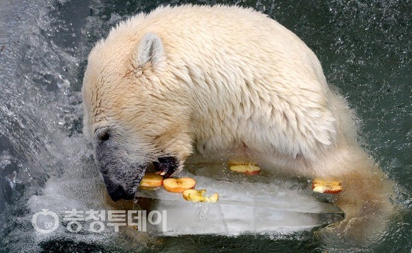 시원하고 달콤한 얼음과자