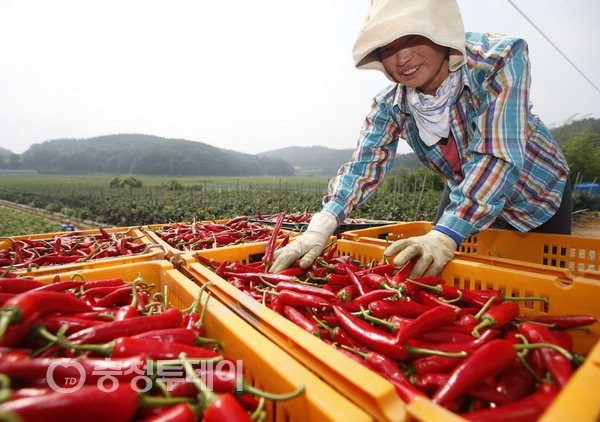 태안군 대표 농산물 태양초 고추 본격 출하 시작