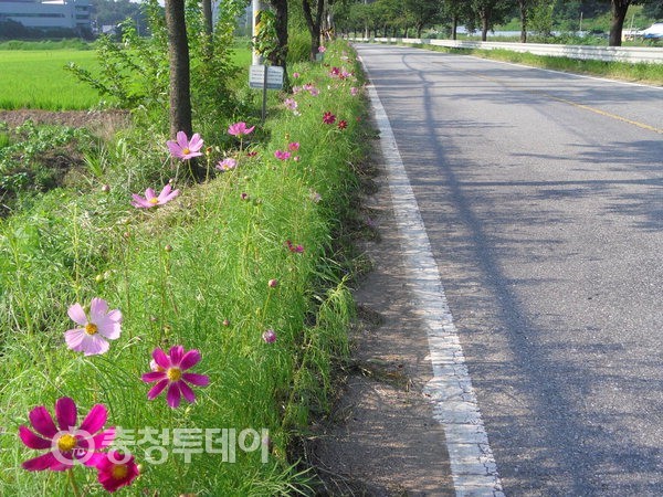천안 북면 코스모스 무더위 뚫고 만개