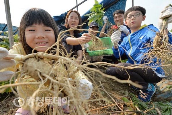금산인삼축제 즐기는 가족