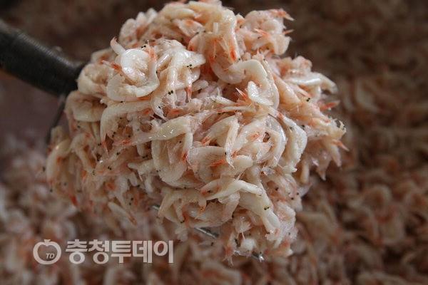 홍성군,천연토굴서 숙성되는 최고급 ‘새우젓’ 입맛 살리네