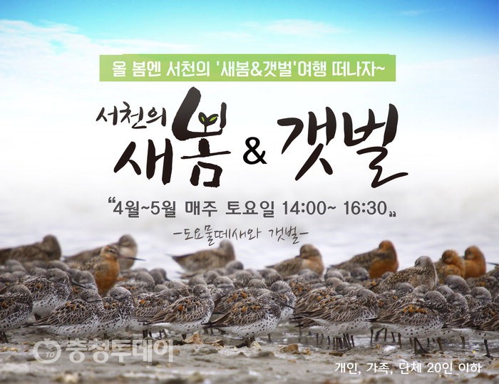 도요새 천국 서천으로 새봄여행 떠나요~