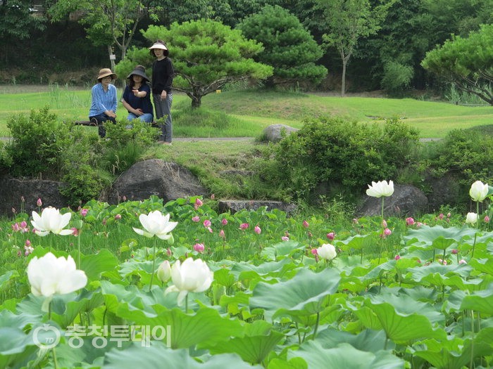 그윽한 연꽃향기 가득 … “지친 몸과 마음 달래요”