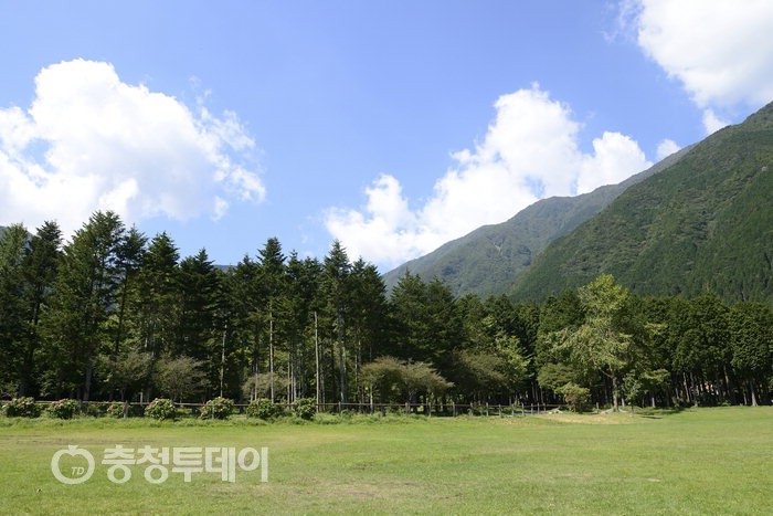 나무와 숲