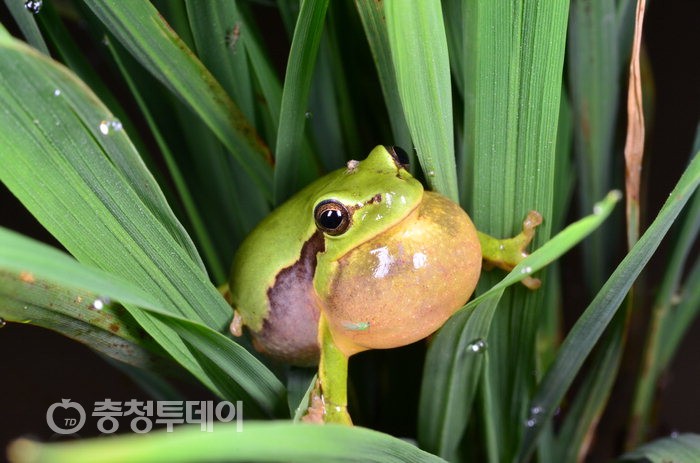 멸종위기 금·수원청개구리 당진서 서식 확인