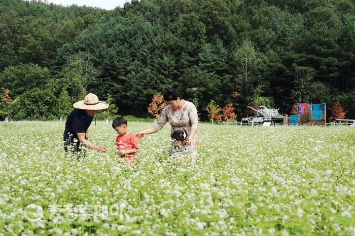 메밀꽃 필 무렵 … 평화로운 노근리의 가을