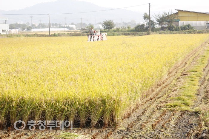 추수 한창인 황금들녘