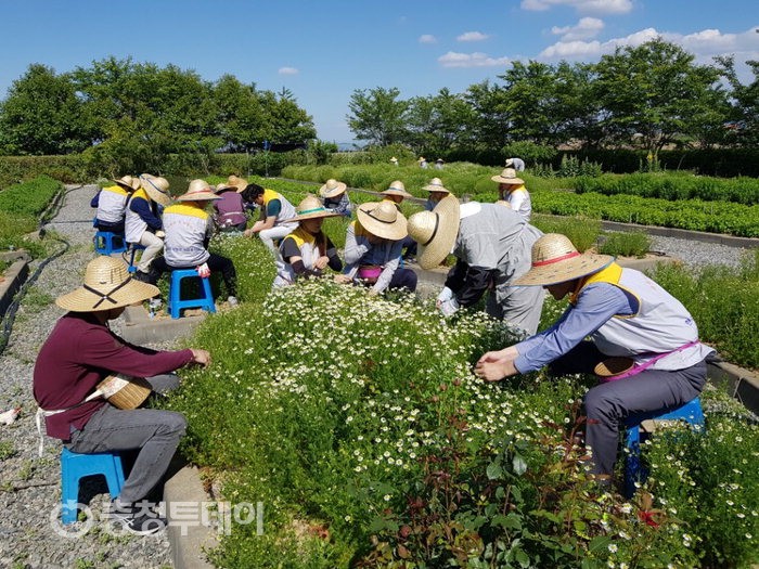 당진화력, 허브꽃 채취 구슬땀