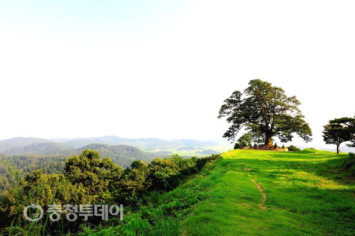 앵글에 담고싶은 부여 성흥산 사랑나무