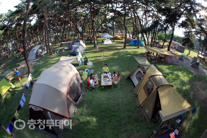 솔향기 가득 송호관광지 전국 캠핑족 ‘유혹’