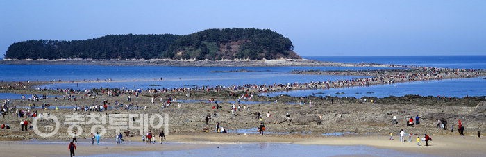 무창포 신비의 바닷길 주꾸미 도다리 대잔치