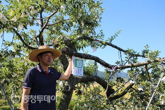 30년 사업 접고 충주로 귀농…‘친환경 사과’ 대박
