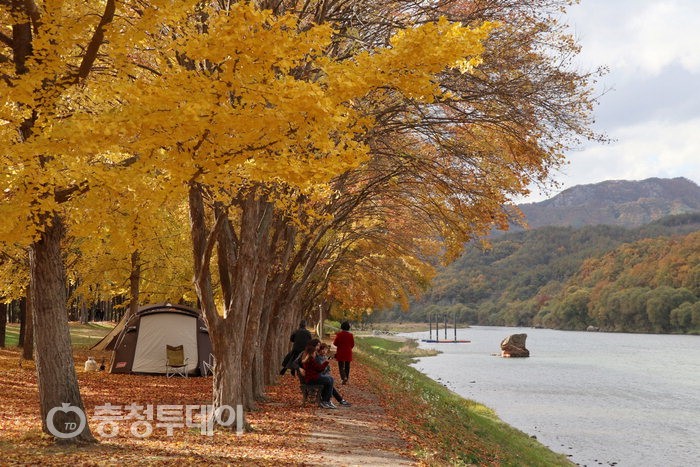 영동군 양산면 송호관광지 온통 가을빛