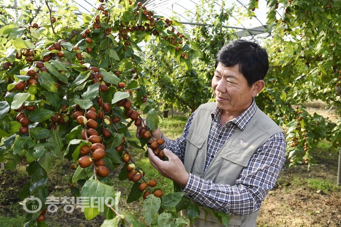 보은대추 ‘역시 명품’…명성 입증