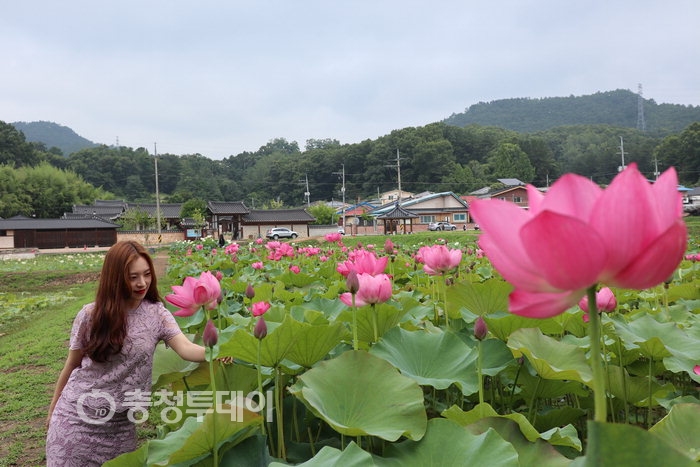육영수 생가 앞 연꽃 만개