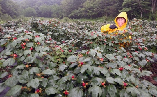 산딸기보다 환한 농심