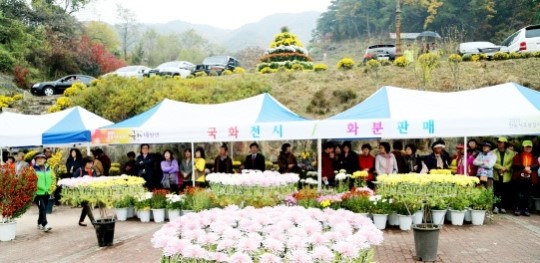 안동 봉정사 국화대향연 성황속 마쳐