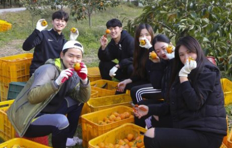 `일손부족` 청도 농가 감따기 봉사활동
