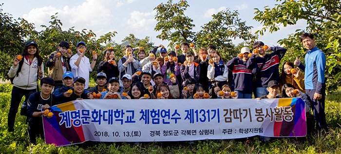 계명문화대, 청도지역 농가 찾아 감따기 봉사활동