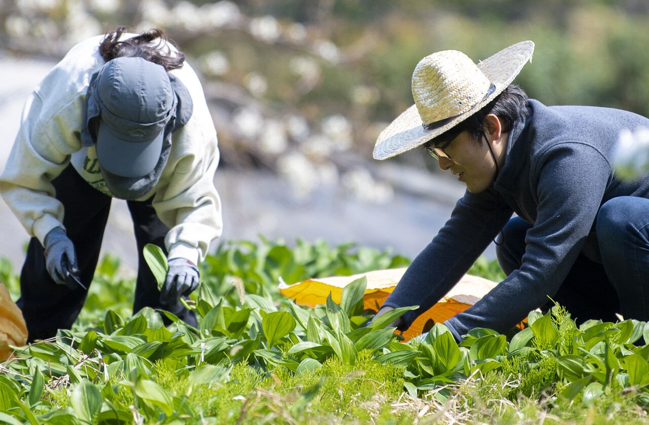 울릉도 개척시대 봄철 생명초 명이…산림청, 울릉주민에게 채취 양여