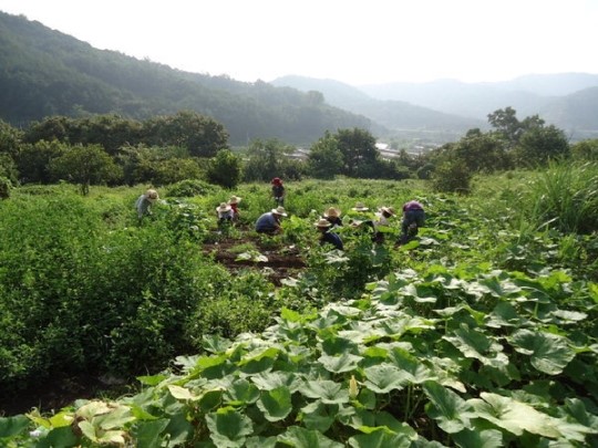 창원 예곡꽃마을 주말 텃밭농장 분양