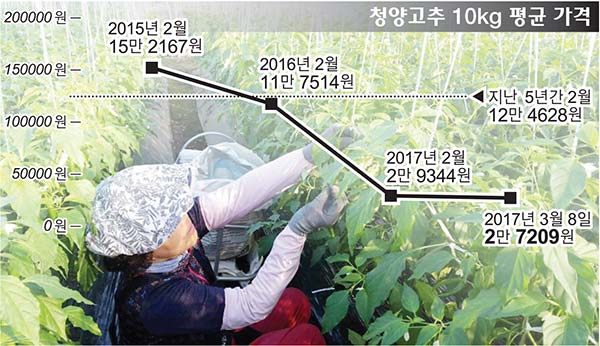 청양고추값 반의반 토막 경남 재배농가 한숨만