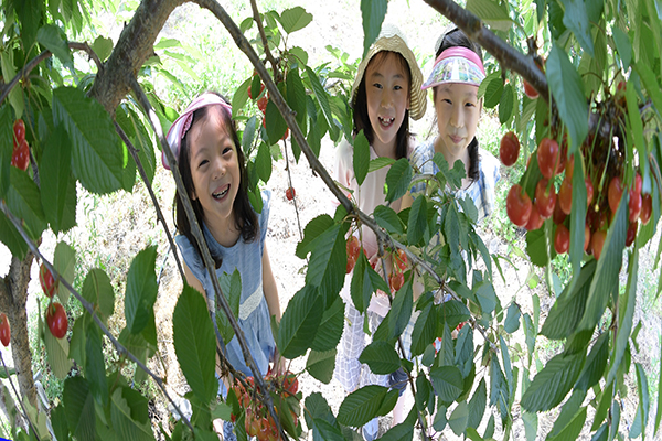 거창군 상촌마을 한 체리농장서 체리 따기 체험
