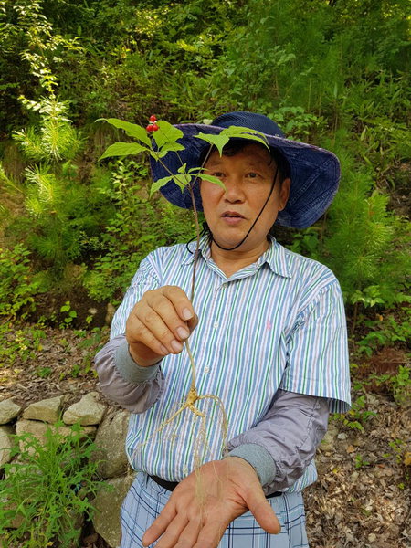 함양 산양삼 재배 분석... 적지성 평가부터 해야