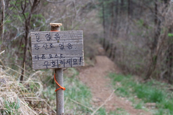 푸른 바다 분홍 벚꽃 역시 좋아