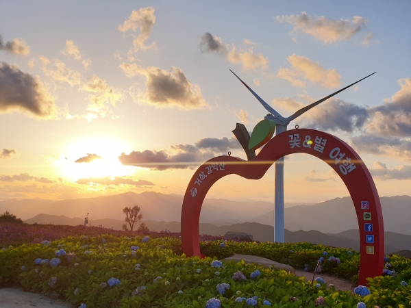 천상화원 거창 감악산 별바람언덕 애스터 꽃 활짝
