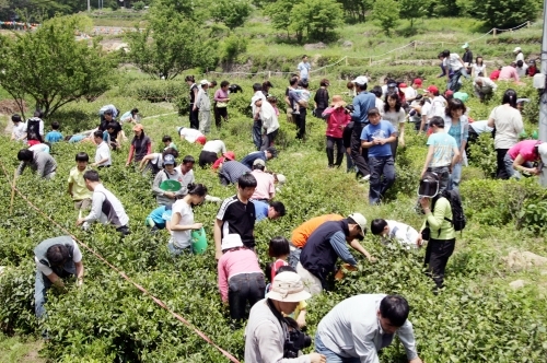 왕의녹차 올리는 이색 경로잔치 ‘차수연회’