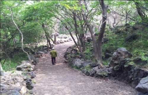숲과 함께 떠나는 힐링소풍 10일 열어