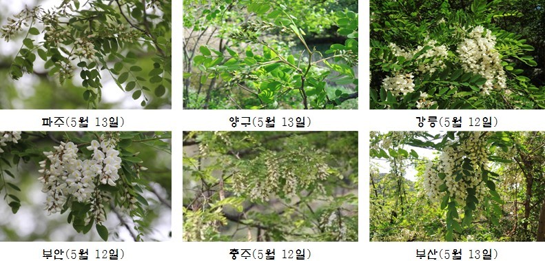 국립산림과학원, 지역 간 벌꿀채취 방향 검토 필요