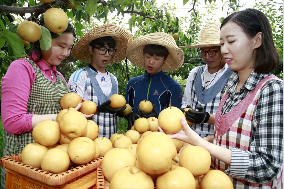 농진청, 달고 과즙 많은 햇배 ‘한아름’ 갈증까지 싹!