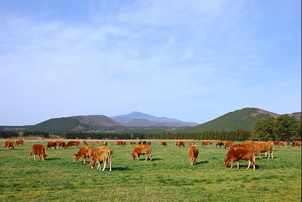 제동목장, 국내 최초 Grass-Fed 제동한우 출하