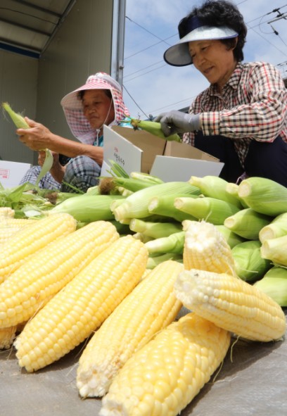 단옥수수, 농가 효자 작물로 쑥쑥!