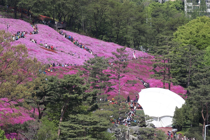 ‘분홍빛 철쭉의 설렘’, 군포철쭉축제 대성황