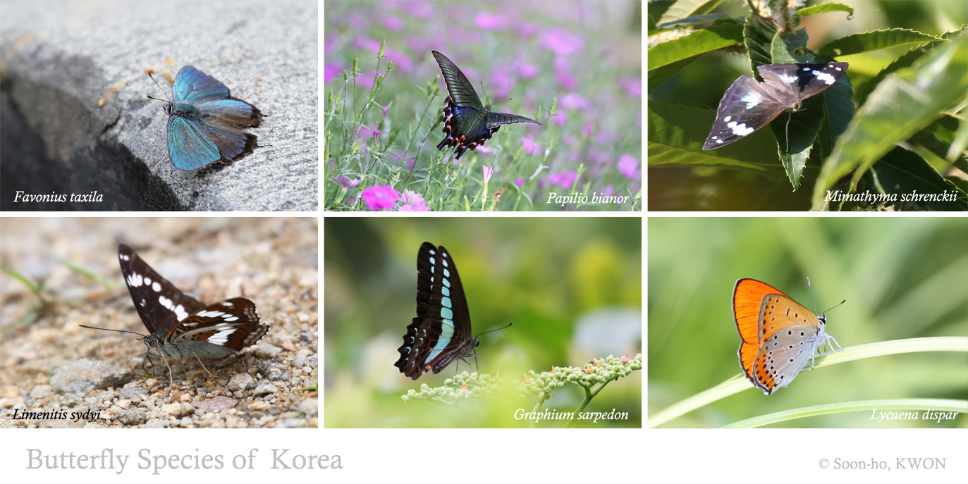 [2019생다양성 그린기자단] 나비 없는 들녘, 우리가 향유해야 할 세상은