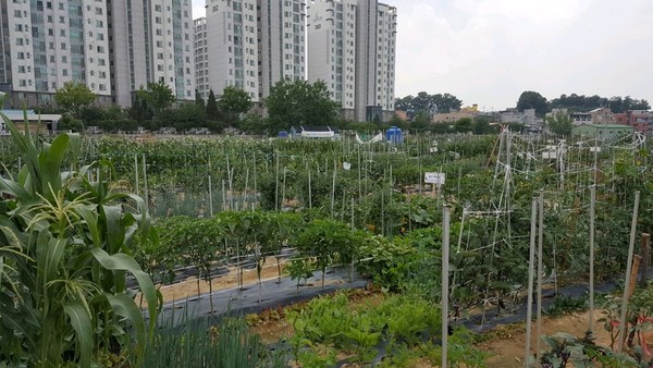 이천시, 2021년 도시농장 텃밭가꾸기 이용자 모집