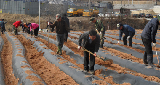 오산시 세마동, 사랑의 감자 심기