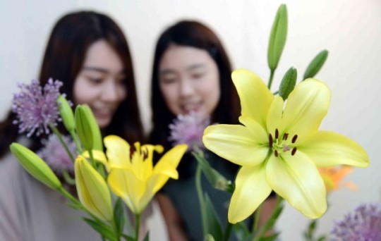 국산 신품종 나리 활짝