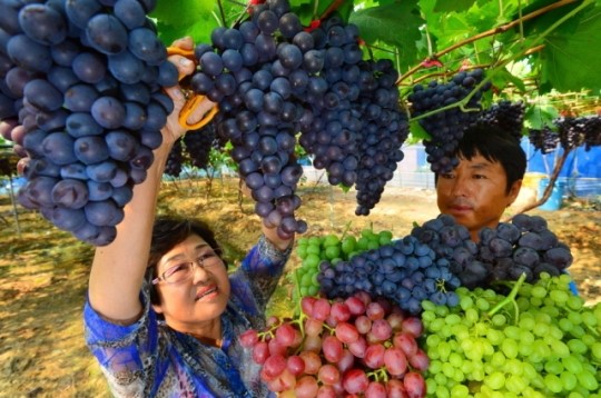 맛있는 삼색포도 드세요!