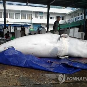 남해 밍크고래 포획, 몸길이 4.8ｍ 무게 1.5t 이름만 들어봤는데…