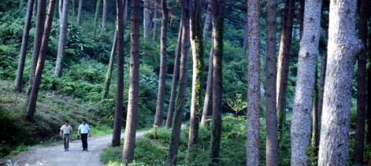 숨은 명소 잣향기푸른숲