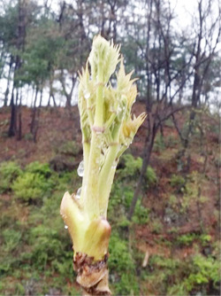 초롱이 둥지 마을 두릅축제 다음 달 2일 열린다