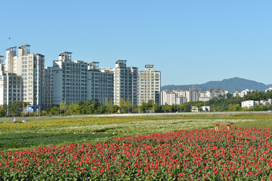 양주 나리공원, 꽃의 향연