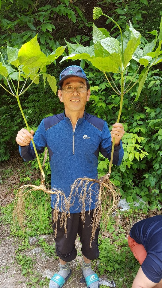 ‘약초시대’ 동호회 이세영씨 “심봤다~” 강원도 인제서 산삼 9뿌리 발견