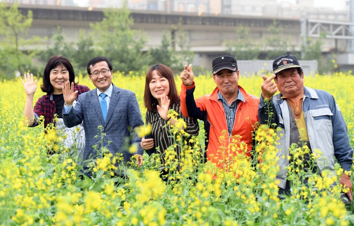 “오산 1번 국도변 유채꽃 활짝” 오산시 국도변 700m 29,000여㎡, 꽃단지로 변신